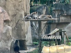 -成都动物园