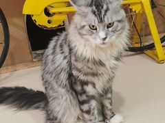 -猫在这儿猫咪咖啡馆·撸猫馆