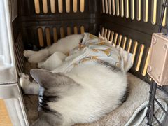 -美联众合动物医院·24h京西诊疗中心