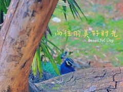 -昆明动物园