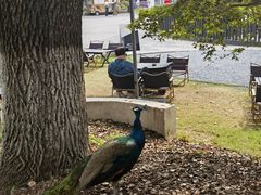 -J Create城市露营咖啡·简餐·宠物(上海动物园店)