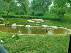 -北京野生动物园