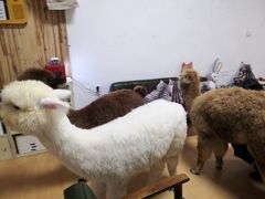 -猫色咖啡·猫咖