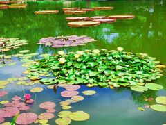 -国家植物园南园