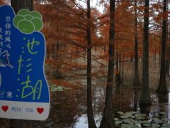 -池杉湖湿地公园