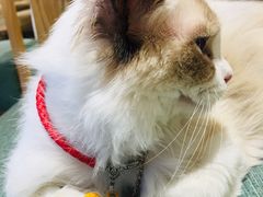 -藏猫猫咖啡主题馆(中央大道店)