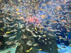 -成都浩海立方海洋公园