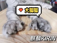 -十年猫舍·猫咪专门店(普陀店)