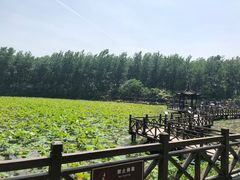 -合肥滨湖国家森林公园