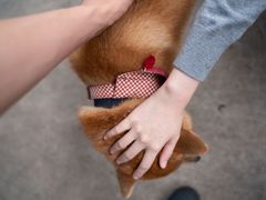 -柴犬高等学院·狗咖·柴犬售卖·宠物训练