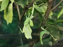 -上海大自然野生昆虫馆(东方明珠·爬宠昆虫探索中心)