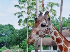 -清迈夜间动物园