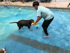 -汪说喵讲宠物乐园宠物酒店(红星美凯龙店)