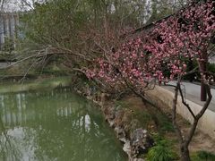 -上海醉白池公园