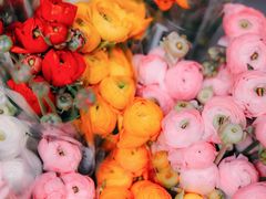 -循礼门鲜花花市(武汉循礼门店)