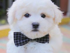 -翊宠yipet猫狗购宠庄园犬舍•猫舍