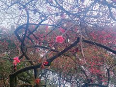 -杭州植物园