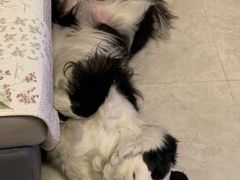 -宠福鑫康馨动物医院·骨科·眼科