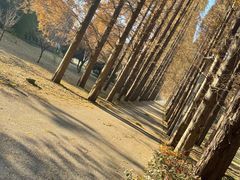-金岛生态园烧烤露营地