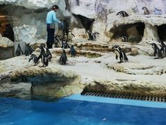 -帝企鹅自助餐厅•儿童岛•真企鹅(长隆企鹅酒店)