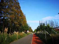 -上海长兴岛郊野公园