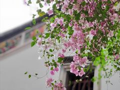 -深圳国际园林花卉博览园