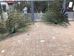 -长白岛森林公园