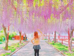 -嘉定紫藤园