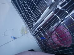 -纳吉亚猫专科动物医院博雅分院