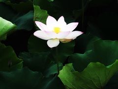 -梁鸿国家湿地公园