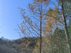 -白水寺森林公园
