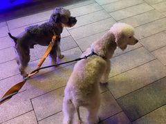 -瑞鹏宠物医院·爱宠堂(环西分院)