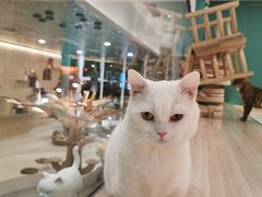 -飞行喵MR PILOT|猫舍·猫咖(静安大融城店)