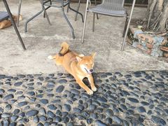 -柴犬高等学院·狗咖·柴犬售卖·宠物训练