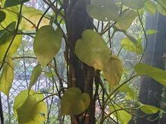 -肴约·花园式餐厅(湖里店)