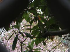 -何园