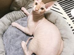 -福州肆爪动物医院
