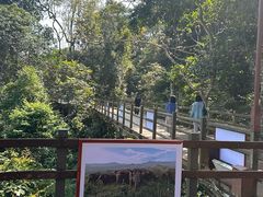 -野象谷景区