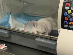 -瑞派名望志远动物医院·猫科·內科·异宠专科(直港大道店)