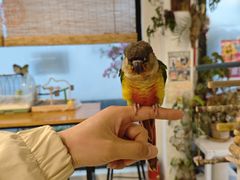 -吉丁鸟咖·异宠·寄养