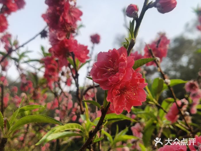 南国桃园旅游度假区图片
