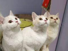 -喵的天空名猫咖啡馆·撸猫·猫舍·用品