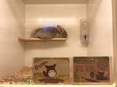 -龙猫仔乐园(惠福东路店)