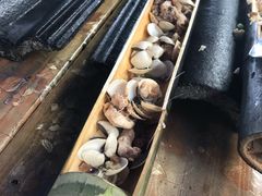 竹筒田螺肉-竹泉农庄·竹筒饭(从化店)