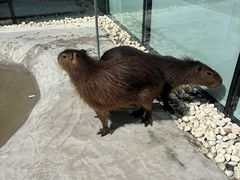 -廊坊固安福朋喜来登酒店