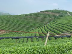 -龙坞茶村