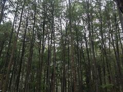 -杭州植物园