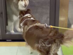 -瑞鹏宠物医院·宠保定点·心脏科·内科(御桥分院)