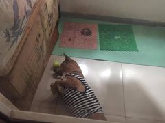 -美联众合动物医院·24h转诊中心