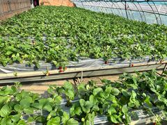 -甜心庄园·甜心草莓采摘园(西青中北店)